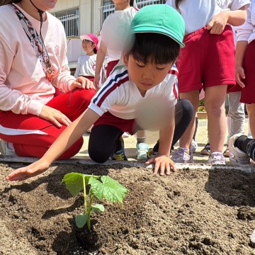 トマトときゅうりの苗を植えました