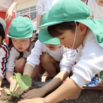野菜を育てています🥒年長組