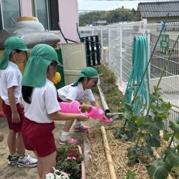 野菜を育てています🥒年長組
